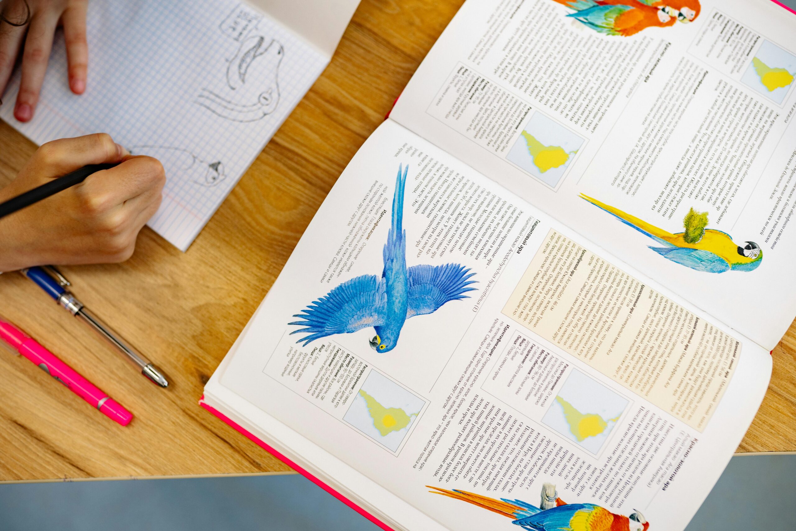 A person sketching birds next to an open book with parrot illustrations.